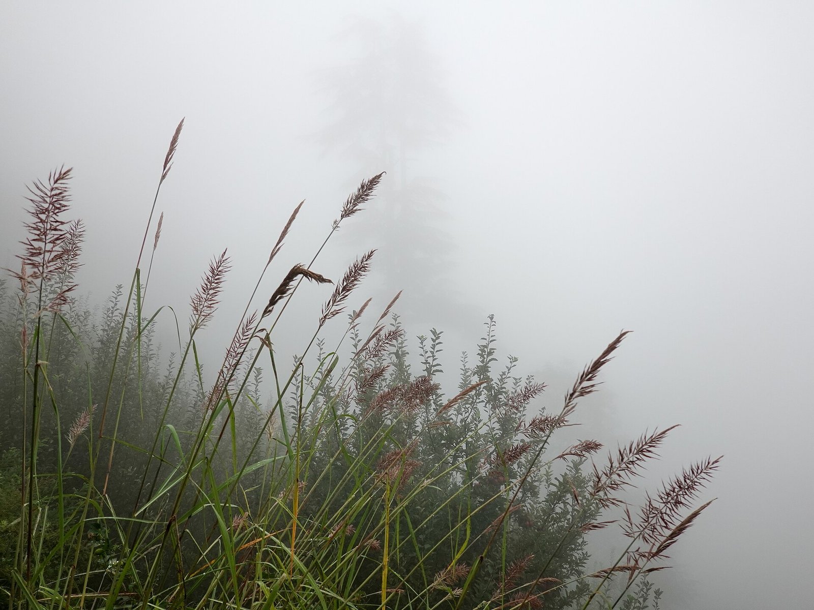 Manali Hill Station – 4 Days photo 4