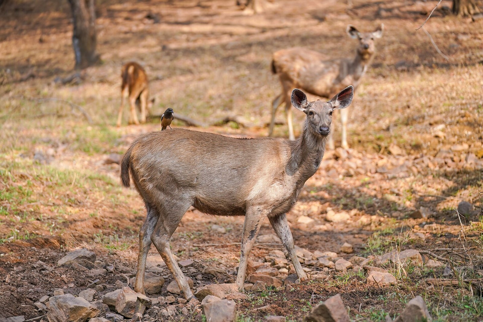 Ranthambore Tiger Safari with Jaipur – 3 Days photo 2