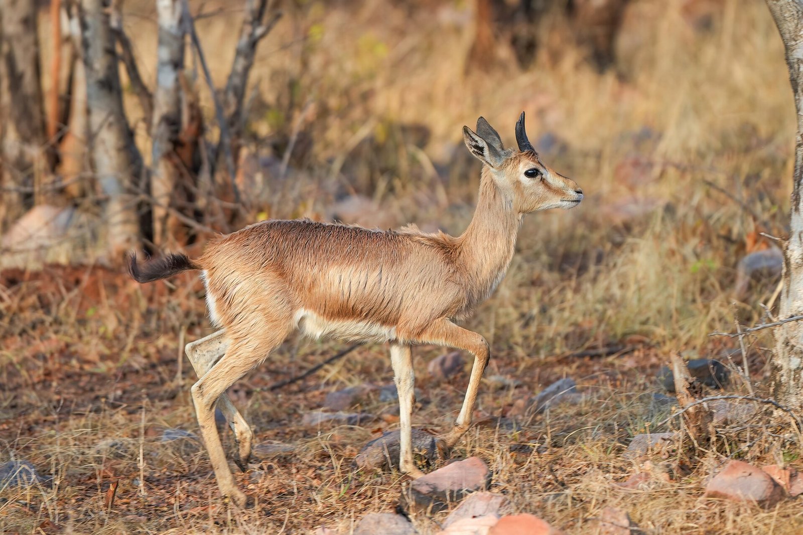 Ranthambore Tiger Safari with Jaipur – 3 Days photo 4