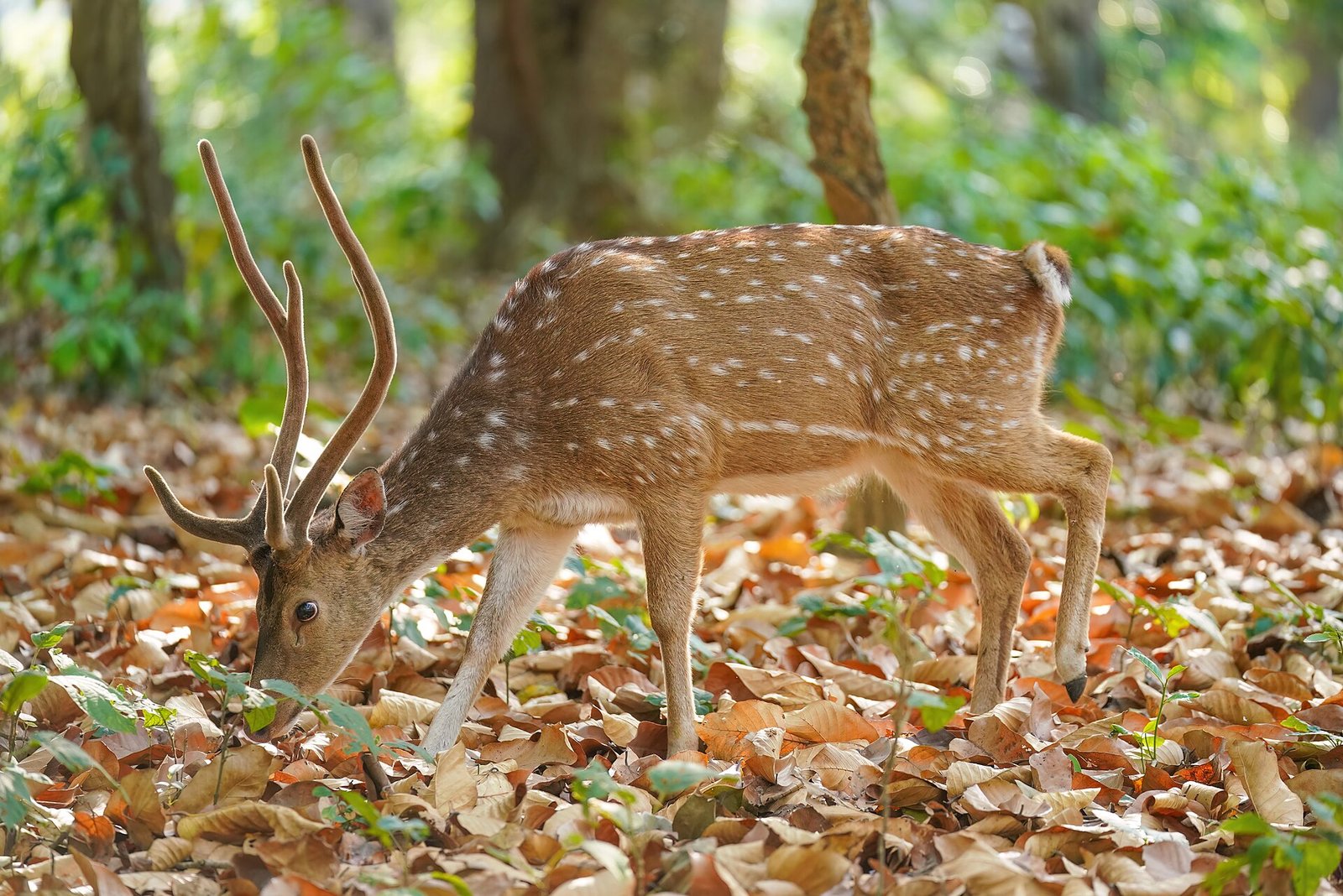 Ranthambore Tiger Safari with Jaipur – 3 Days photo 3