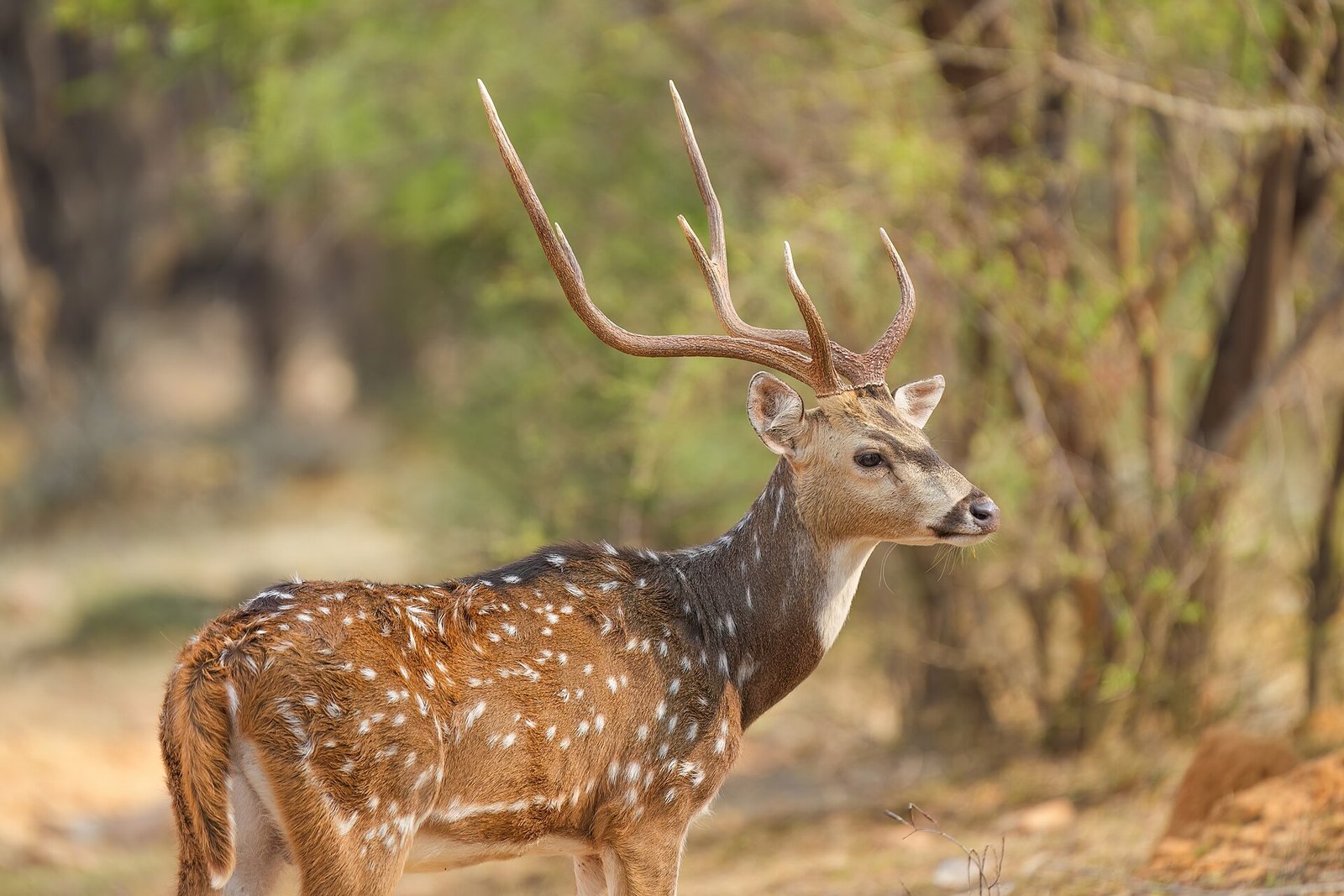 Ranthambore Tiger Safari with Jaipur – 3 Days